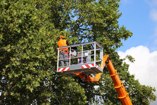 Best Commercial Tree Services  in Rosemont, CA